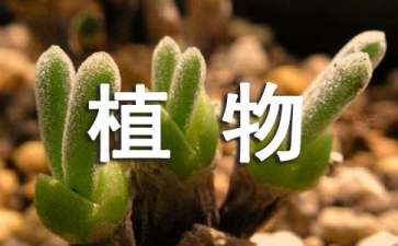 【精品】植物的作文300字4篇