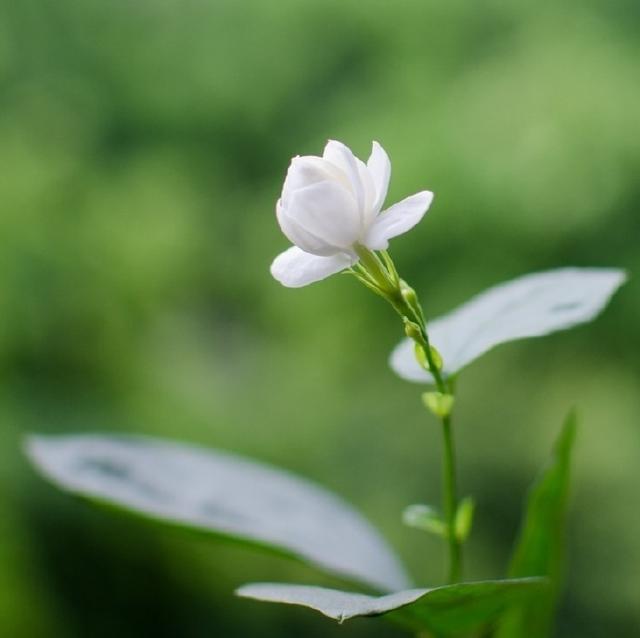 自我激励的早安心语，点亮你的心灵之光！