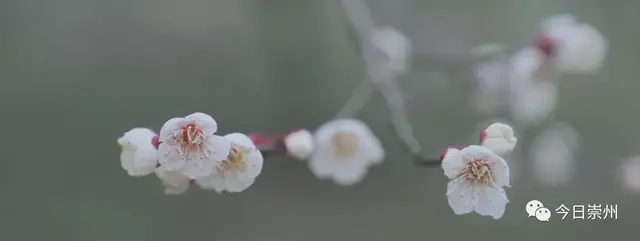 崇州景点文案励志(奋斗励志文案)