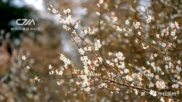 崇州景点文案励志(奋斗励志文案)