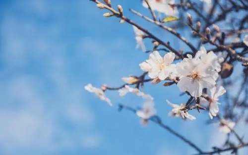 期待春天的唯美句子