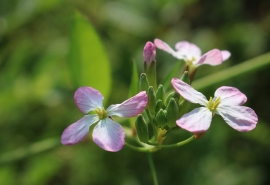 2019端午节给爱人的祝福语