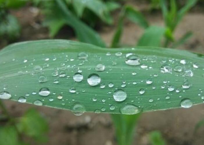 雨后的植物唯美句子 描写雨后的景色句子