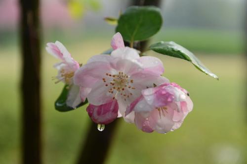 关于雨后的唯美句子