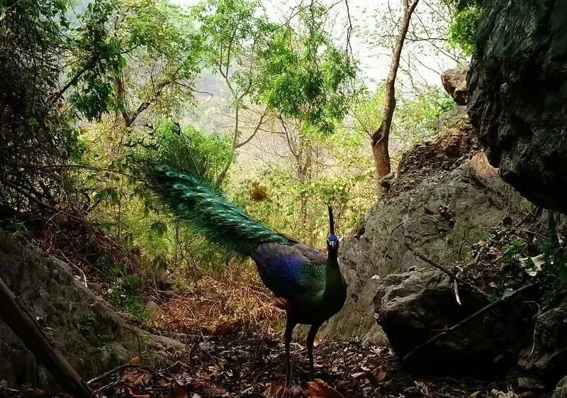 吉祥常伴绿孔雀