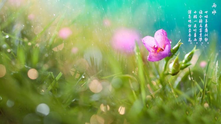 24节气之雨水节气图片大全