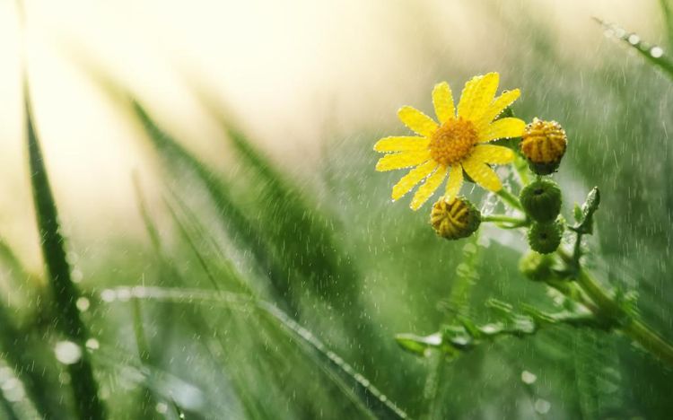 24节气之雨水节气图片大全