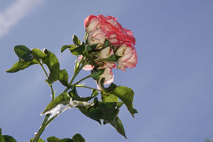 关于情人节的唯美句子 关于情人节简短唯美句子