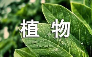 人教版二年级上册教案《植物妈妈有办法》