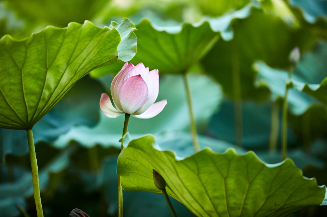 仲夏指农历几月 仲夏是什么意思