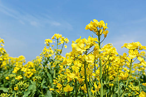 关于油菜花的唯美短句