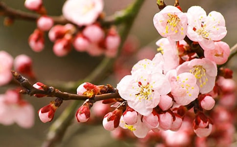 桃花依旧笑春风桃花作文