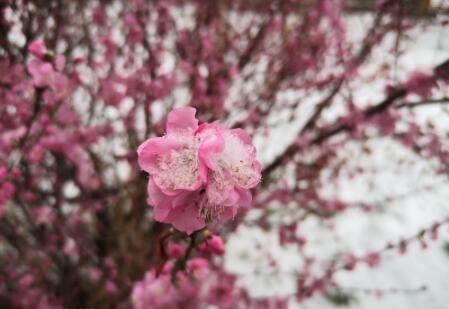 雪花