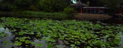 夏雨青荷