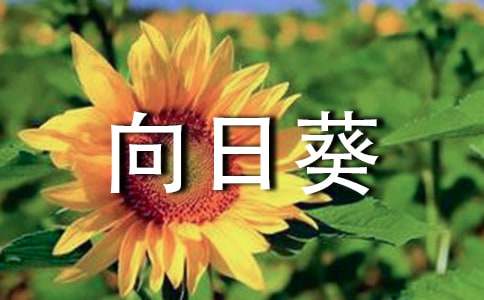 向日葵的花语