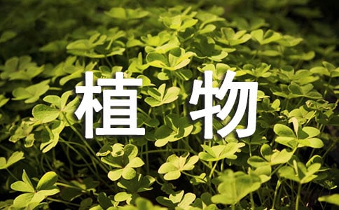 被子植物的一生初二作文550字