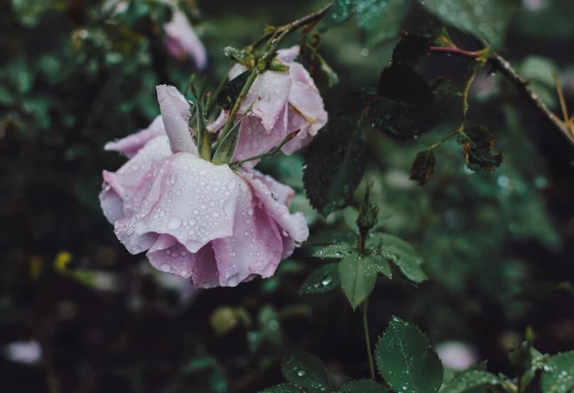 下雨伤感心碎的句子