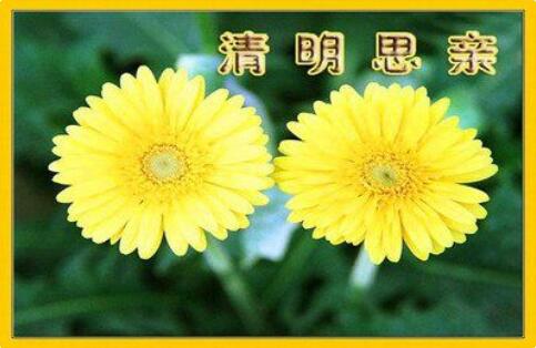 冬天里的桂花树