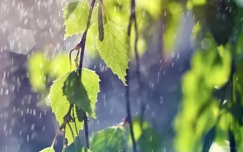 春天下雨去旅游的唯美句子