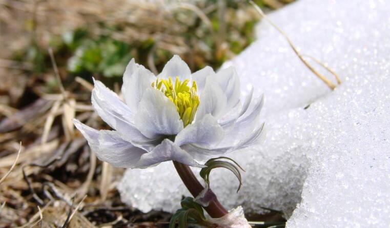 洁白的雪莲花唯美句子