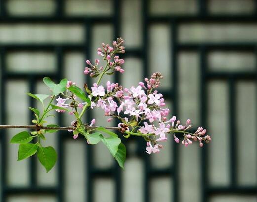 丁香花开